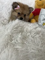 Paloma, a female Pomeranian for sale in Fort Myers, FL – 4 of 8