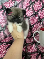 Sugar, a female Pomeranian for sale in Fort Myers, FL – 5 of 8
