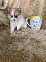Pancetta , a female Pomeranian for sale in Fort Myers, FL – 6 of 7