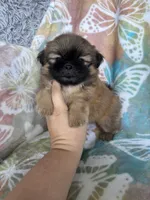 Peanut, a male Shih Tzu for sale in Fort Myers, FL – 4 of 10
