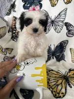 Sadie, a female Maltipoo for sale in Fort Myers, FL – 4 of 6