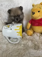 Cosmo, a male Pomeranian for sale in Fort Myers, FL – 6 of 6