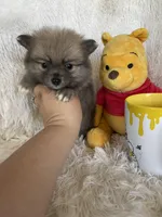 Cosmo, a male Pomeranian for sale in Fort Myers, FL – 4 of 6