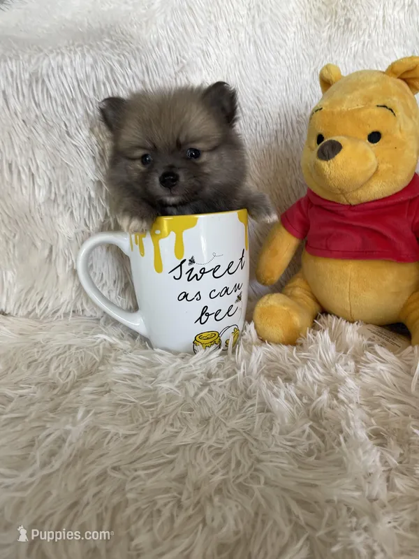 Cosmo – Pomeranian puppy for sale in Fort Myers, FL