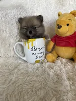 Cosmo, a male Pomeranian for sale in Fort Myers, FL – 1 of 6