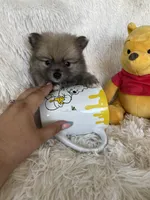 Cosmo, a male Pomeranian for sale in Fort Myers, FL – 3 of 6