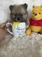 Cosmo, a male Pomeranian for sale in Fort Myers, FL – 2 of 6