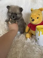 Cosmo, a male Pomeranian for sale in Fort Myers, FL – 5 of 6