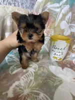 Tcup Ted, a male Yorkshire Terrier for sale in Fort Myers, FL – 2 of 9