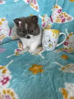 Pippa, a female Pomeranian for sale in Fort Myers, FL – 3 of 7