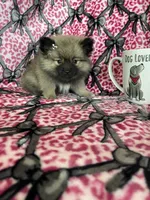 Mocha, a female Pomeranian for sale in Fort Myers, FL – 6 of 7