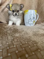 Papaya, a female Pomeranian for sale in Fort Myers, FL – 6 of 7
