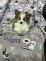 Gus, a male Pomeranian for sale in Fort Myers, FL – 3 of 5