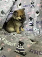 Benny, a male Pomeranian for sale in Fort Myers, FL – 7 of 8
