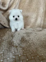 Micro Potato, a male Pomeranian for sale in Fort Myers, FL – 5 of 8