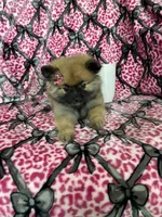 Java, a female Pomeranian for sale in Fort Myers, FL – 6 of 6