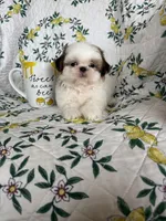Churro, a male Shih Tzu for sale in Fort Myers, FL – 2 of 5