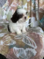 Chip, a male Shih Tzu for sale in Fort Myers, FL – 2 of 9