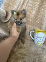 Polenta, a female Pomeranian for sale in Fort Myers, FL – 3 of 5