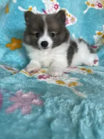 Noah, a male Pomeranian for sale in Fort Myers, FL – 3 of 9