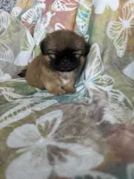 Peanut, a male Shih Tzu for sale in Fort Myers, FL – 3 of 10