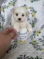 Nugget, a male Maltese for sale in Fort Myers, FL – 8 of 10