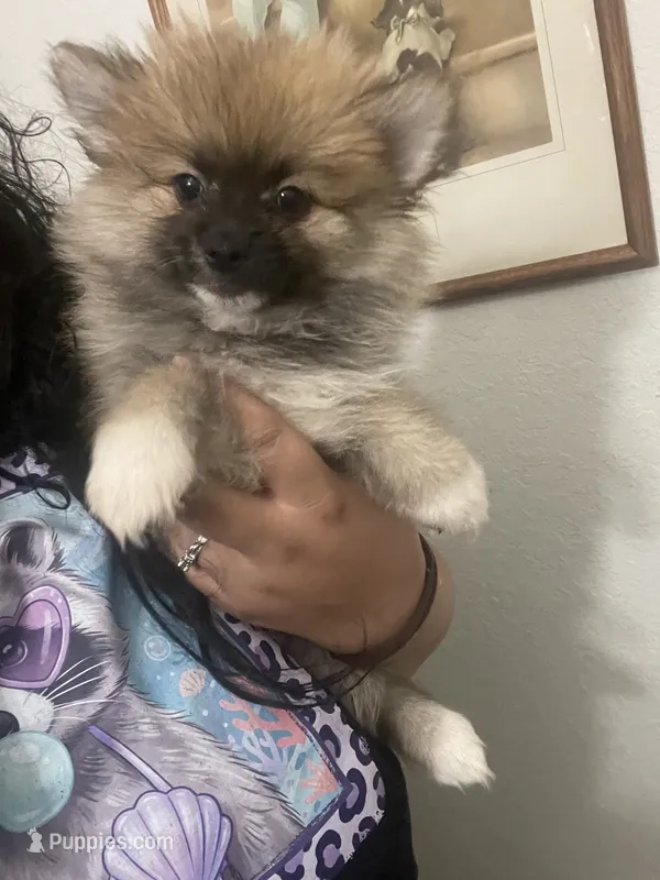 Trooper – Pomeranian puppy for sale in Fort Myers, FL