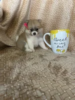 Parsley, a female Pomeranian for sale in Fort Myers, FL – 2 of 7