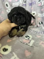 Brew, a male Maltipoo for sale in Fort Myers, FL – 3 of 7