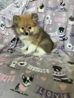 Louie, a male Pomeranian for sale in Fort Myers, FL – 2 of 6