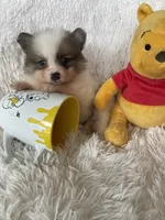 Negroni, a male Pomeranian for sale in Fort Myers, FL – 4 of 8