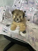 Petey, a male Shorkie for sale in Fort Myers, FL – Photo 6 of 7