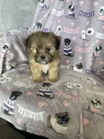 Petey, a male Shorkie for sale in Fort Myers, FL – Photo 3 of 7