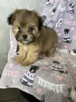 Petey, a male Shorkie for sale in Fort Myers, FL – Photo 7 of 7