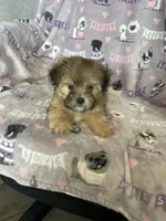 Petey, a male Shorkie for sale in Fort Myers, FL – Photo 1 of 7