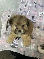 Petey, a male Shorkie for sale in Fort Myers, FL – Photo 5 of 7