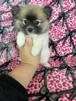 Mocchiato , a male Pomeranian for sale in Fort Myers, FL – 6 of 7