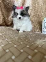 Tiny Pumpkin , a female Pomeranian for sale in Fort Myers, FL – 5 of 7