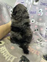 Cappuccino , a male Maltipoo for sale in Fort Myers, FL – 2 of 8
