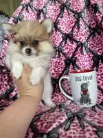 Chai, a female Pomeranian for sale in Fort Myers, FL – 6 of 8