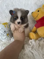 Mai tai, a female Pomeranian for sale in Fort Myers, FL – 6 of 7