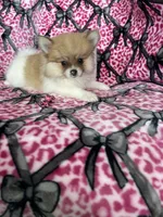 Chai, a female Pomeranian for sale in Fort Myers, FL – 7 of 8