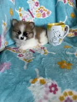 Yoshi, a male Pomeranian for sale in Fort Myers, FL – 4 of 8