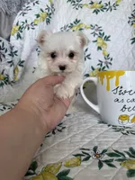 Tcup Biscuit, a male Maltese for sale in Fort Myers, FL – 7 of 10