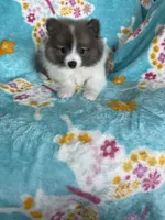 Noah, a male Pomeranian for sale in Fort Myers, FL – 4 of 9