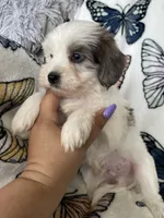 Scotty, a male Maltipoo for sale in Fort Myers, FL – 3 of 9
