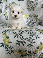 Nugget, a male Maltese for sale in Fort Myers, FL – 2 of 10