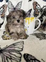 Samson, a male Maltipoo for sale in Fort Myers, FL – 2 of 8
