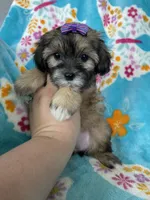 Liberty, a female Maltipoo for sale in Fort Myers, FL – 6 of 8