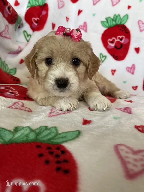 Beverly – Miniature Goldendoodle puppy for sale in Fort Myers, FL